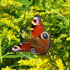 Peacock Butterfly