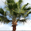 Palm Tree