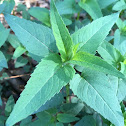 Wild Bergamot / Bee Balm