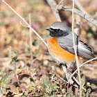 common redstart