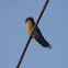 Barn Swallow (Common Swallow)