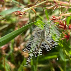 Black and Yellow Garden Spider