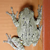 Cope's Gray Treefrog