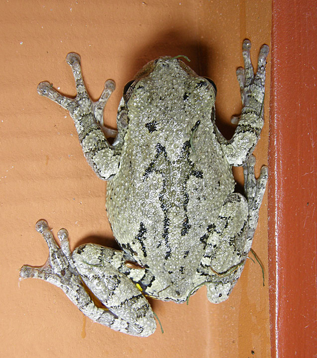 Cope's Gray Treefrog