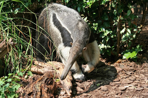 Giant Anteater Wallpapers FREE