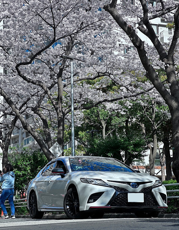 カムリのサクラと愛車・桜とコラボ・ドライブに関するカスタム事例の投稿画像2枚目