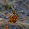 Syrphid Fly