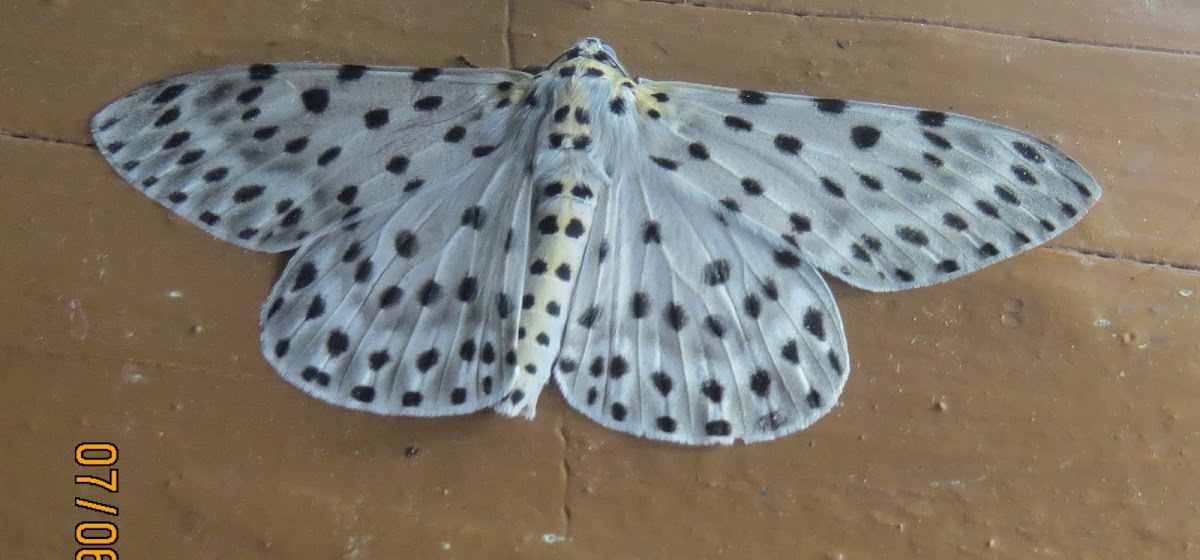 Geometrid Moth