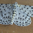 Geometrid Moth