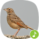 Download Appp.io - Lark bird sounds For PC Windows and Mac 1.0.2