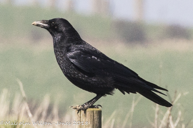 Carrion Crow