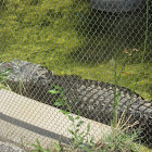 American Alligator