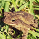 Coastal plains toad