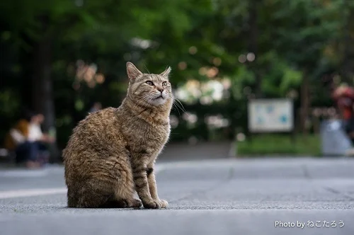 「野良猫６話」のメインビジュアル