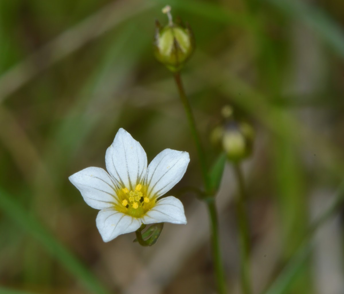 Fairy Flax