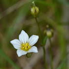 Fairy Flax