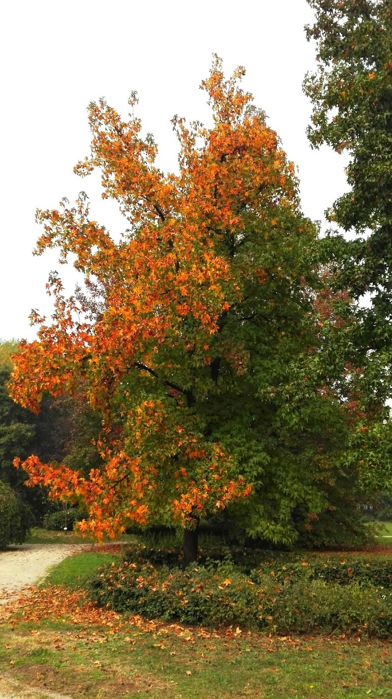 l'autunno arriva da nord di Lory67