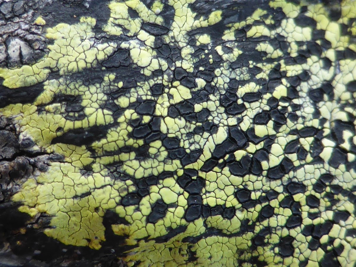 Map Lichen