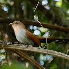 Squirrel Cuckoo