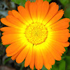 Common marigold