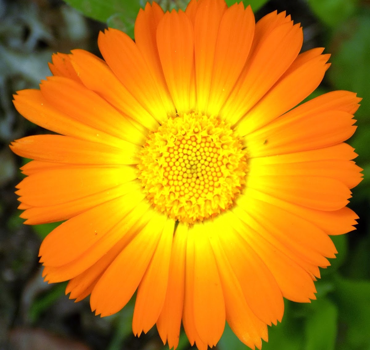 Common marigold