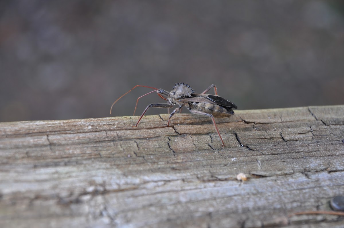 Wheel Bug