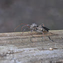 Wheel Bug