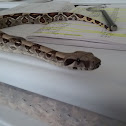 Columbian Redtail Boa