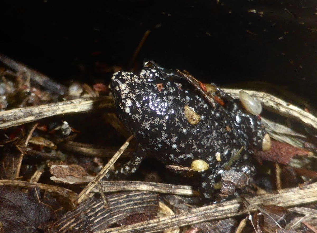 Eastern Narrow-mouthed Toad