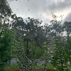 garden spider web