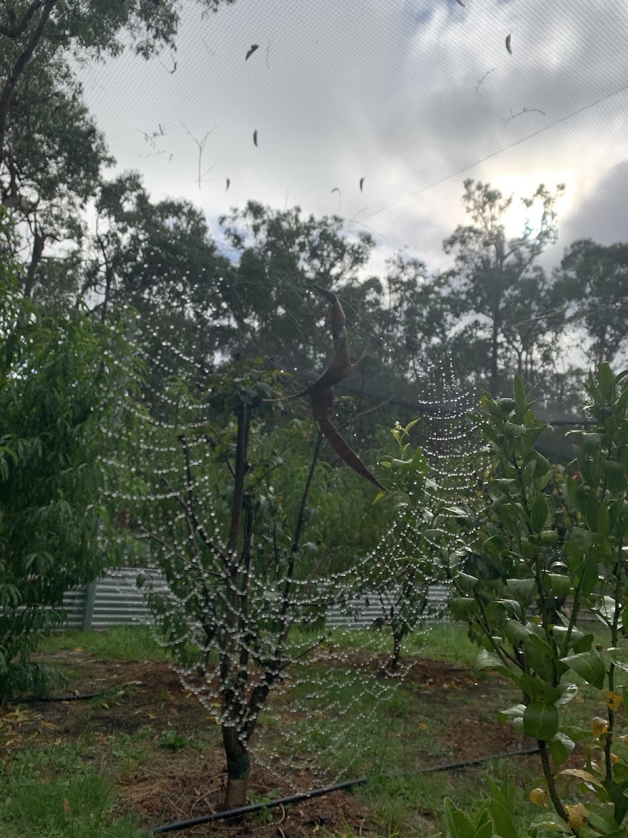 garden spider web