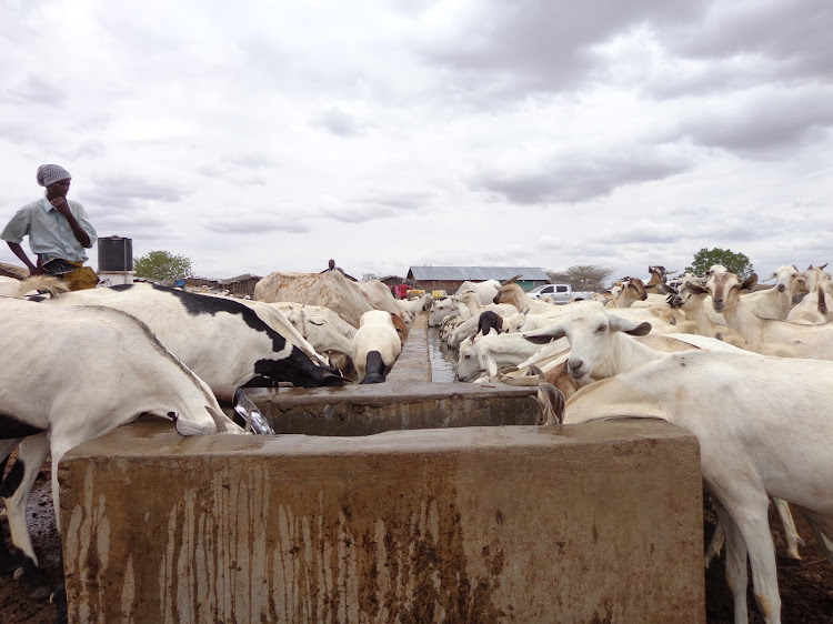 A herder from in Eldas constituency in Wajir county with his goats at a water trough on Saturday.