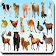 AtoZ Animal Name icon