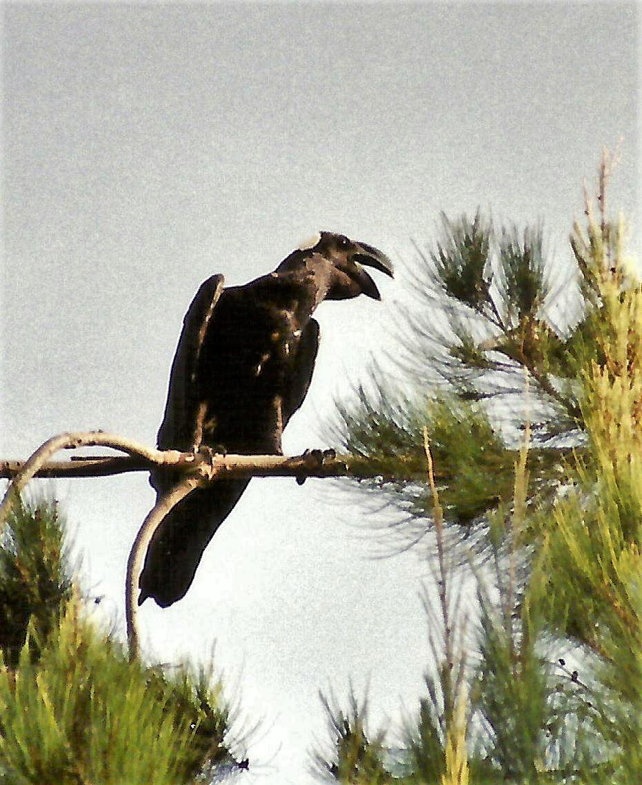 Thick-billed Raven