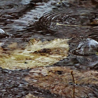 Bolle di acqua di 