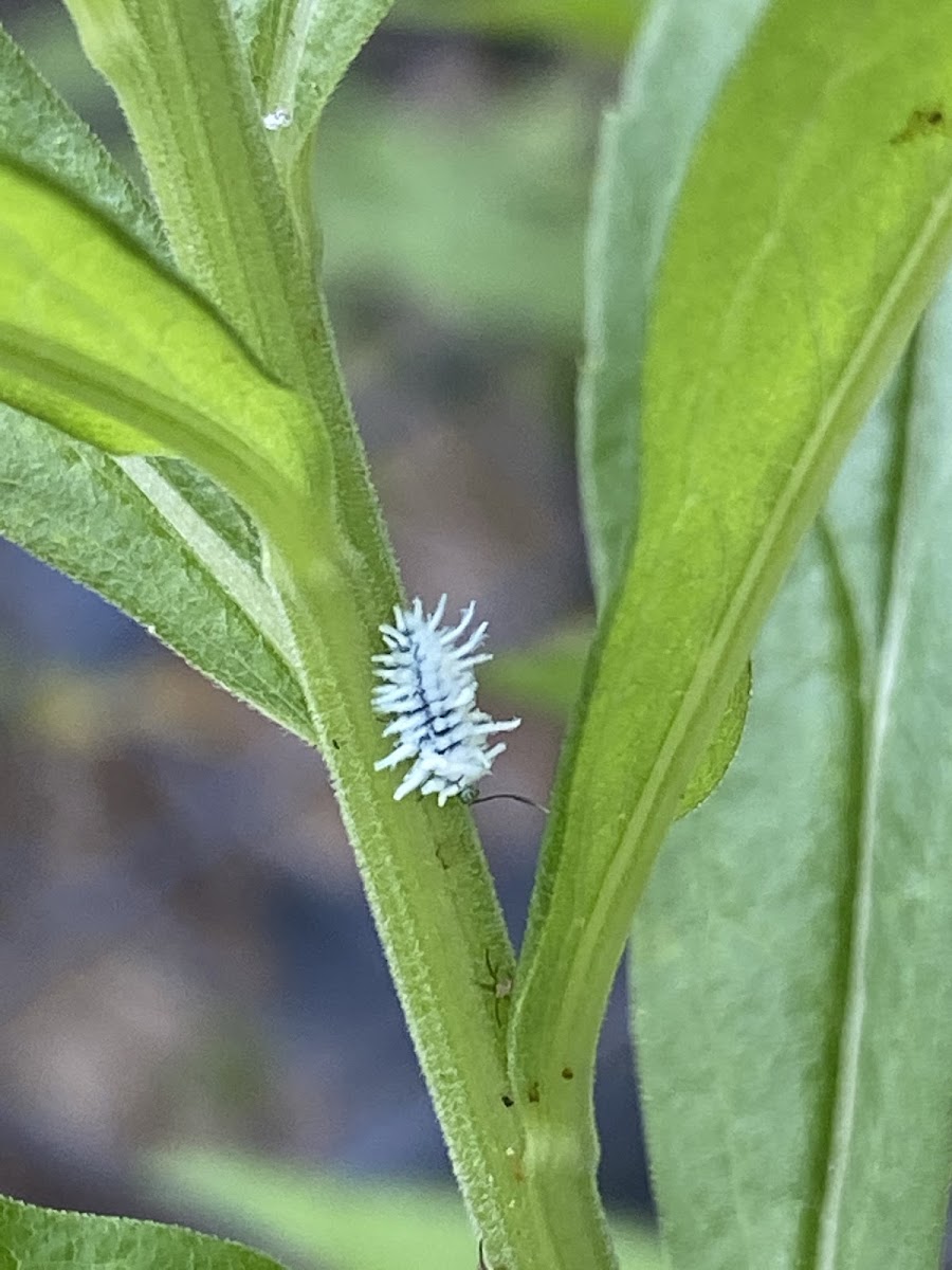 Aphid, sp?