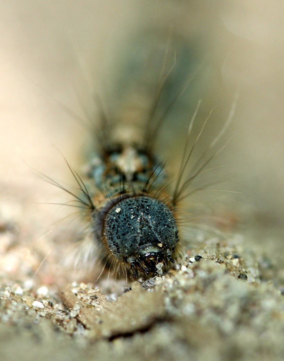 Forest Tent caterpillar