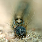 Forest Tent caterpillar