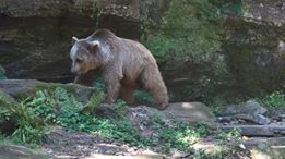 Syrian Brown Bear