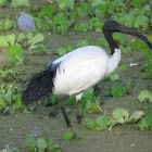 African Sacred Ibis