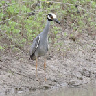 Yellow-crowned Night-Heron