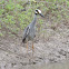 Yellow-crowned Night-Heron