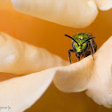 Augochlora Sweat Bee