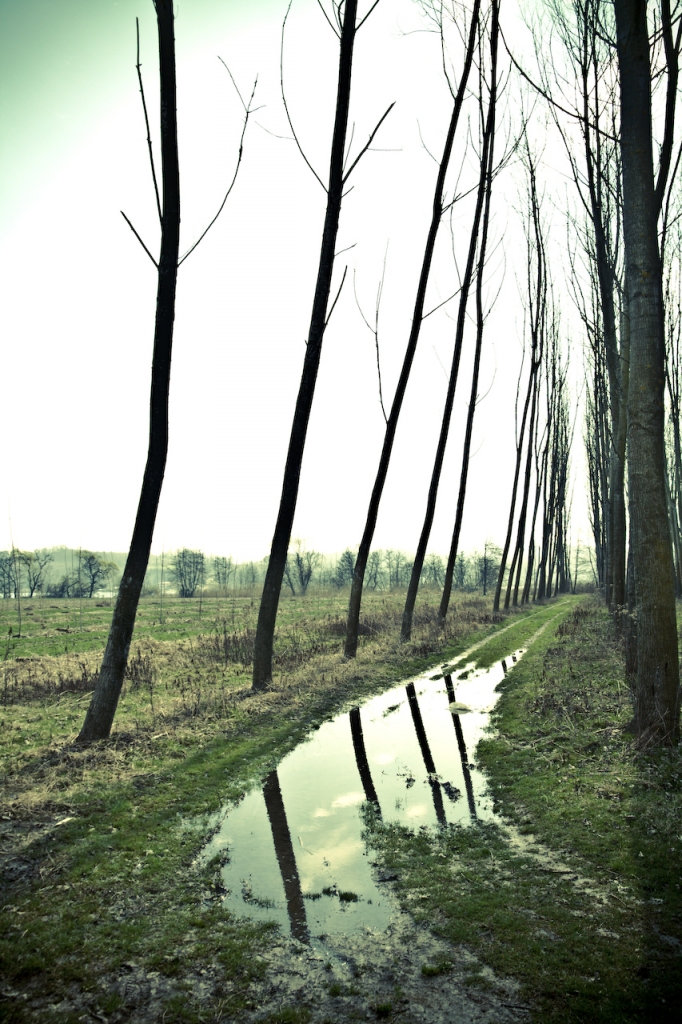 Il viale dell'acqua di Ale_Pix