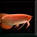 Cover Image of Tải xuống Arowana Fish LiveWallpaper 1.0 APK