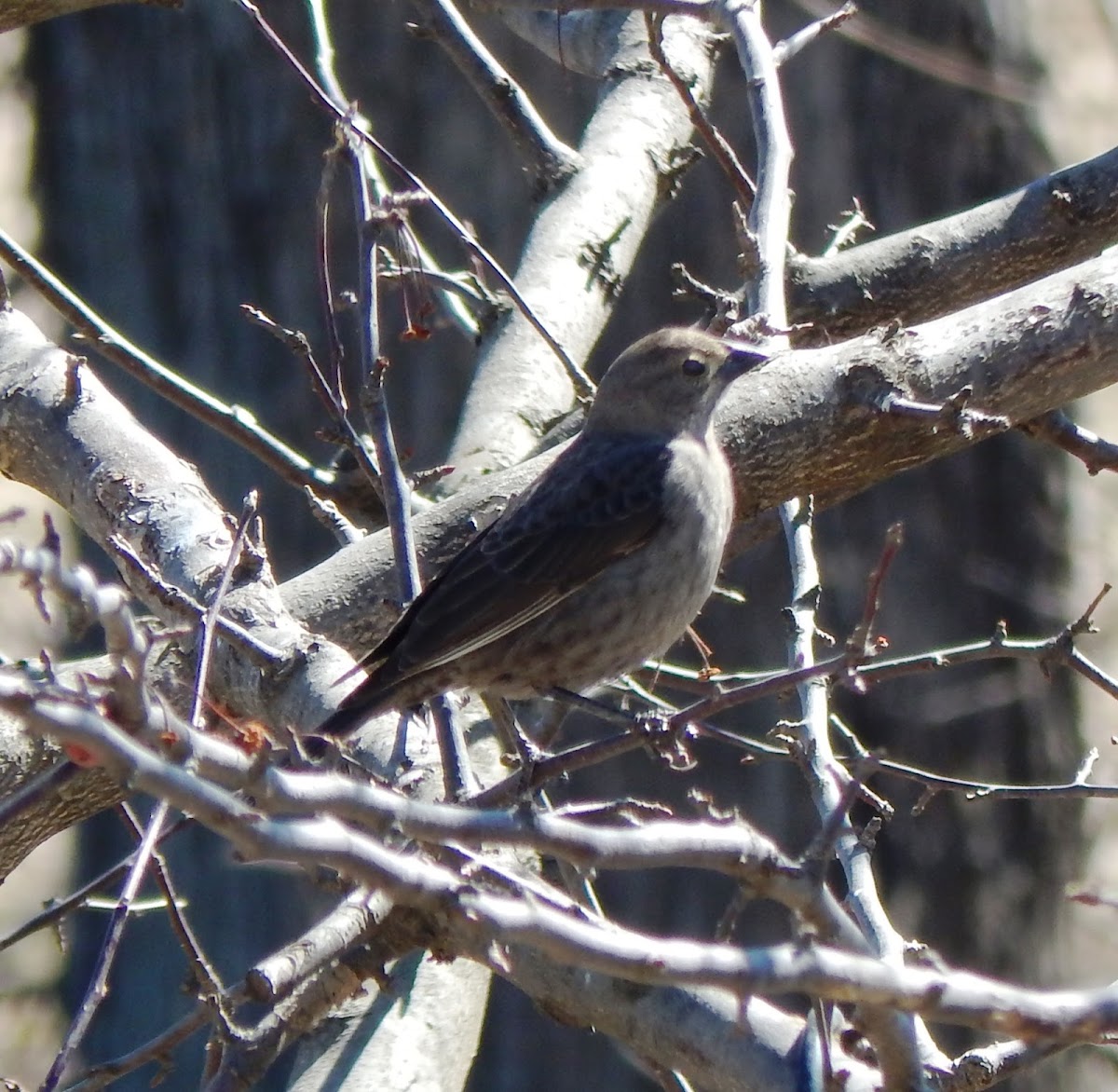 Brown-headed Cowbird - female