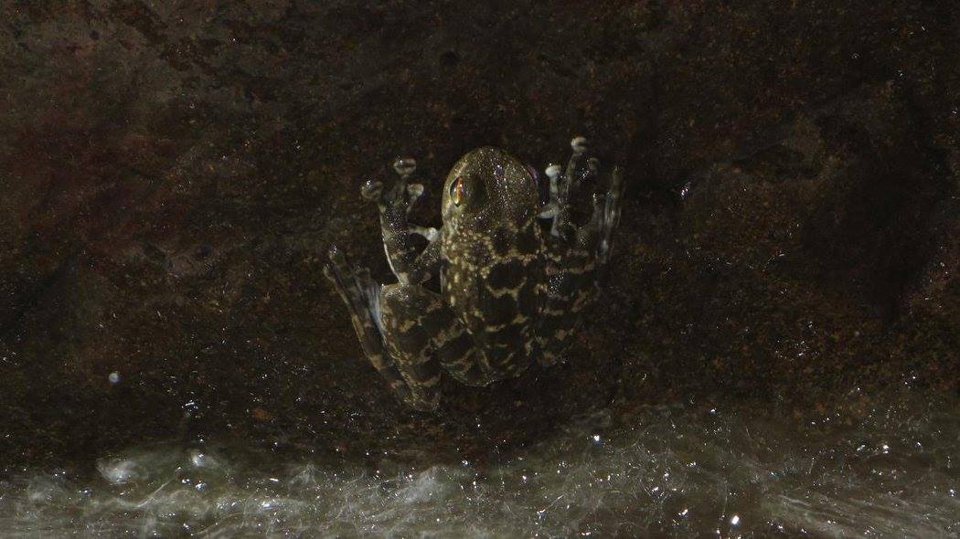 Black-spotted skipper frog