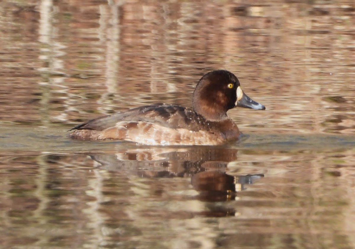 Lesser scaup (female)