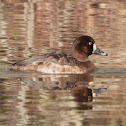 Lesser scaup (female)