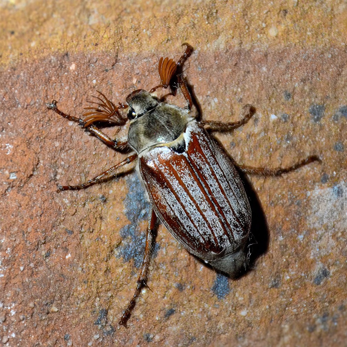 Cockchafer Beetle